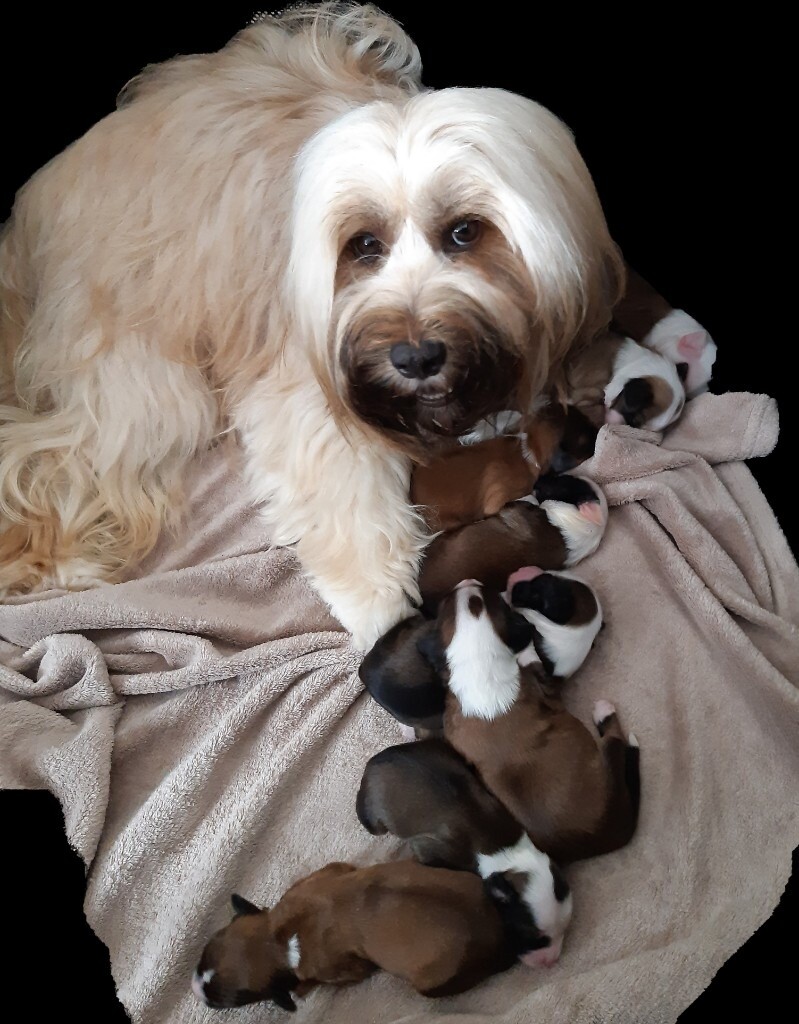 tibetan terrier chihuahua mix